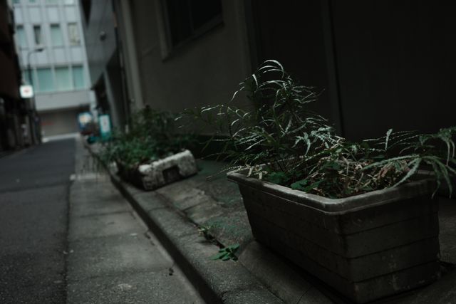 くもりの日の日陰